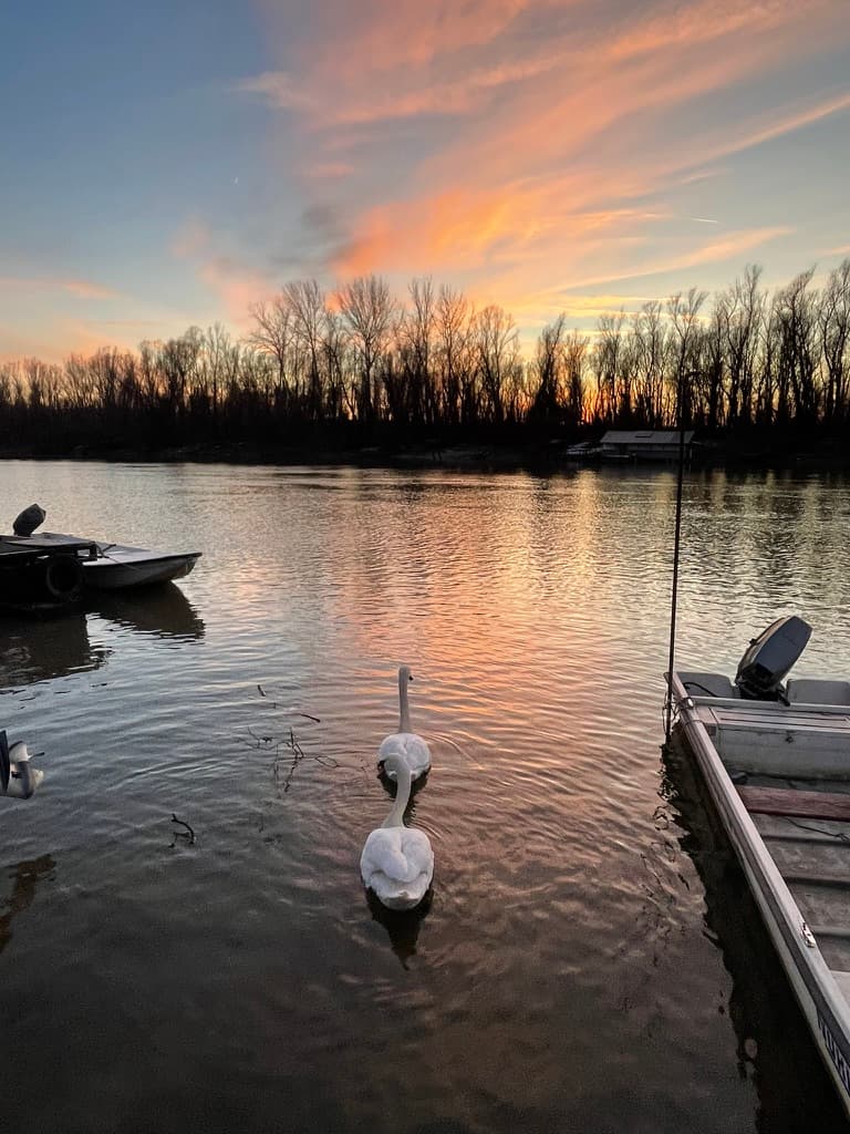 Swans at dusk
