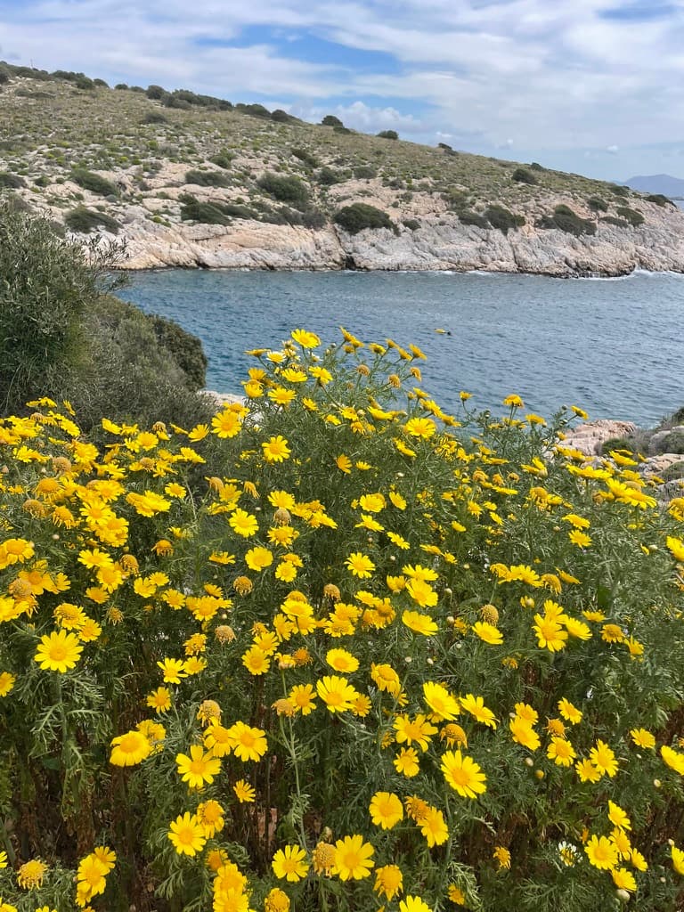 Wildflowers by the Mediterranean